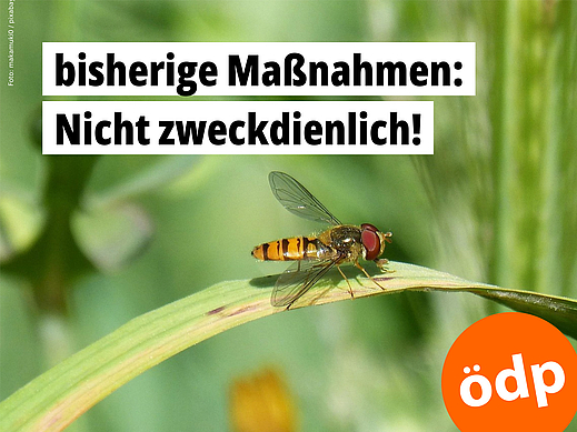 Eine Schwebfliege läuft auf einem Grashalm