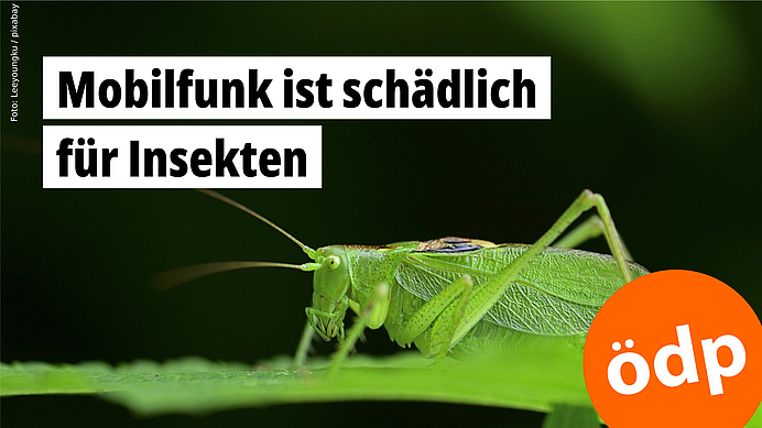 Eine grüne Heuschrecke streckt ihre filigranen Fühler aus