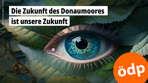 Ein Auge blickt uns aus grünen Blättern an.