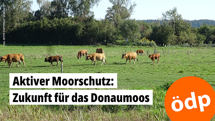 Eine Herde Rinder weidet auf extensiv bewirtschafteten Moorflächen